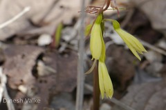 Nervilia aragoana